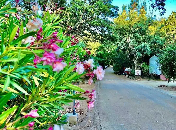 营地 Les Ilots D'or 维琪奥港